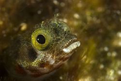 Bonaire Blenny by Karl Dietz 